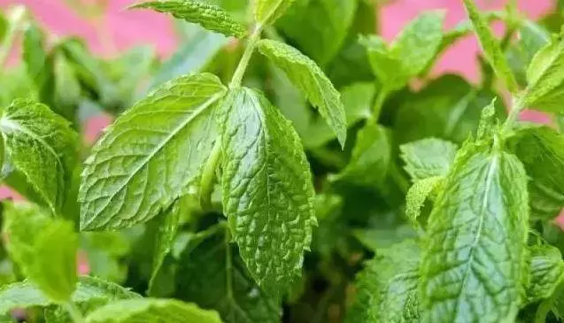 薄荷對人們的10大益處,家裡廚房、陽台都要種一盆!