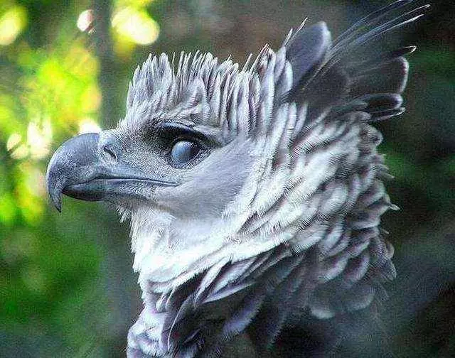 世界上最大的「鳥」:擁有超帥側臉,與成年人並排全身照 !