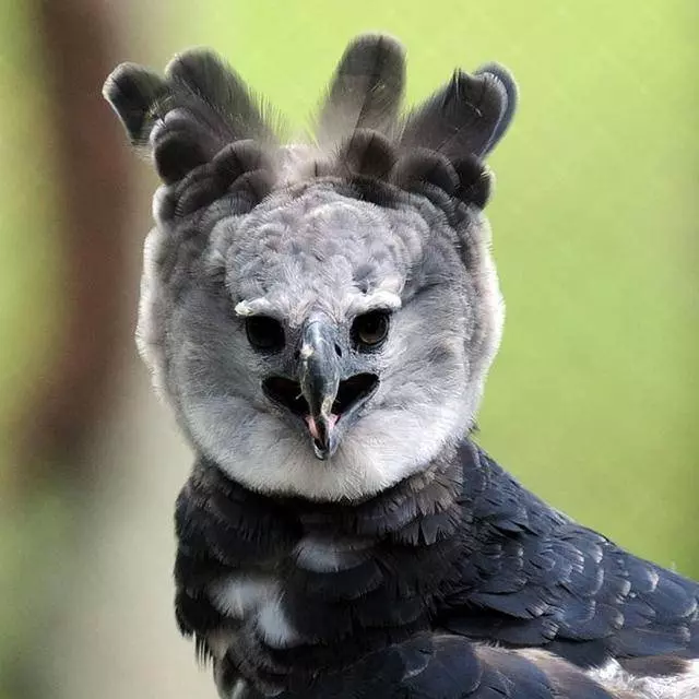 世界上最大的「鳥」:擁有超帥側臉,與成年人並排全身照 !