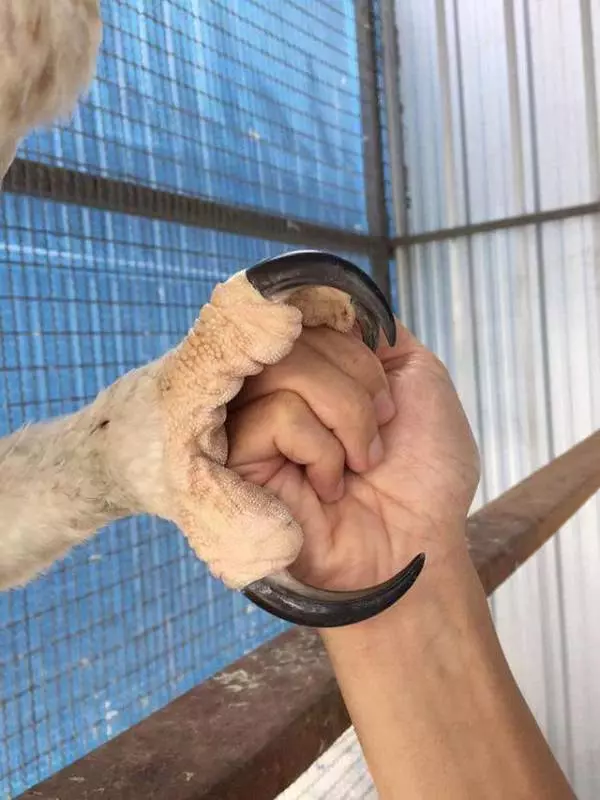世界上最大的「鳥」:擁有超帥側臉,與成年人並排全身照 !