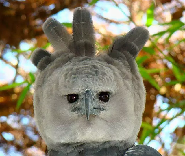 世界上最大的「鳥」:擁有超帥側臉,與成年人並排全身照 !