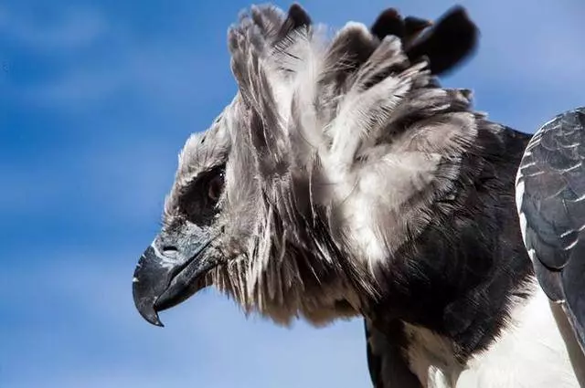 世界上最大的「鳥」:擁有超帥側臉,與成年人並排全身照 !