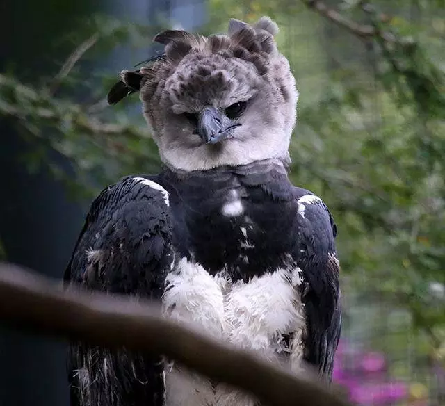 世界上最大的「鳥」:擁有超帥側臉,與成年人並排全身照 !