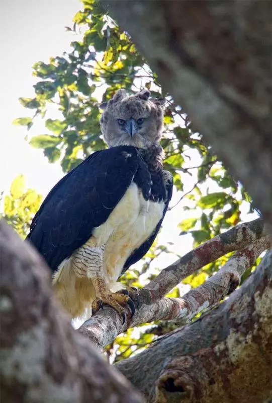 世界上最大的「鳥」:擁有超帥側臉,與成年人並排全身照 !