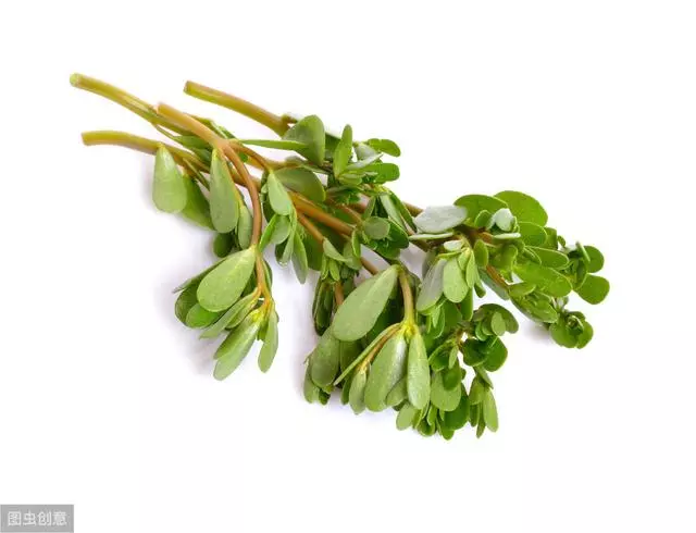 馬齒莧曬乾能用來做什麼?可以泡水代茶喝,可以起到清熱解毒、涼血止血、降血脂、降血糖和增強免疫等作用
