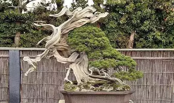 《白升龍》一棵經歷了生死輪廻的精品盆景
