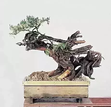 《白升龍》一棵經歷了生死輪廻的精品盆景