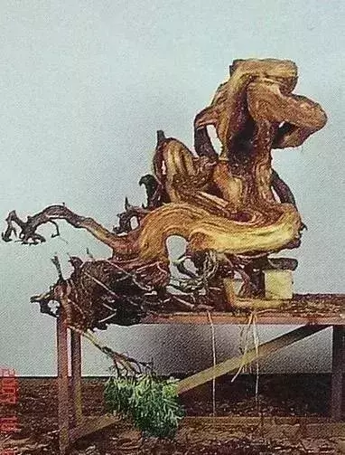 《白升龍》一棵經歷了生死輪廻的精品盆景