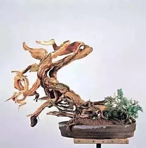 《白升龍》一棵經歷了生死輪廻的精品盆景