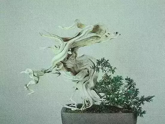 《白升龍》一棵經歷了生死輪廻的精品盆景