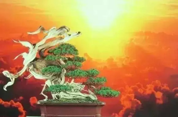 《白升龍》一棵經歷了生死輪廻的精品盆景