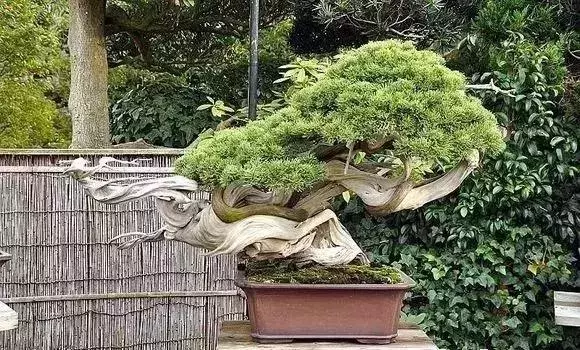 《白升龍》一棵經歷了生死輪廻的精品盆景