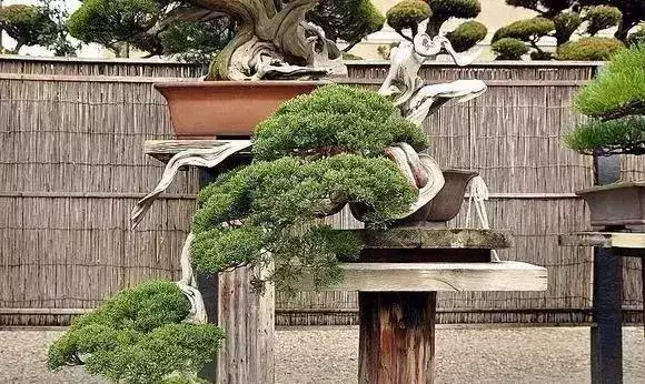 《白升龍》一棵經歷了生死輪廻的精品盆景