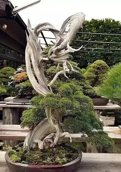 《白升龍》一棵經歷了生死輪廻的精品盆景
