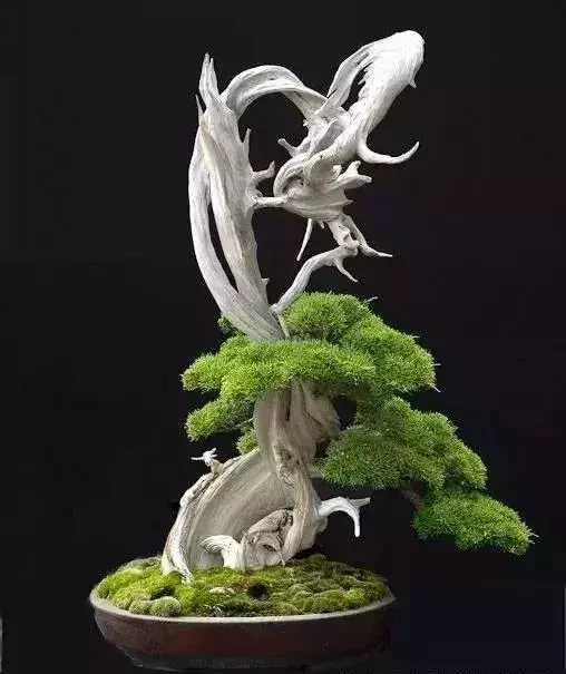 《白升龍》一棵經歷了生死輪廻的精品盆景