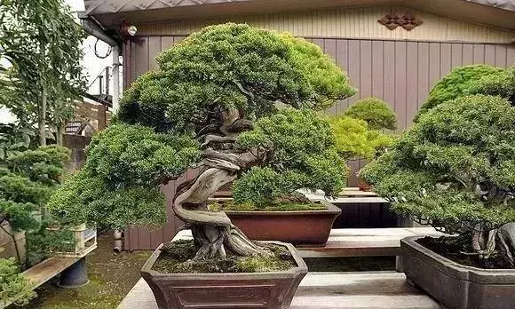 《白升龍》一棵經歷了生死輪廻的精品盆景