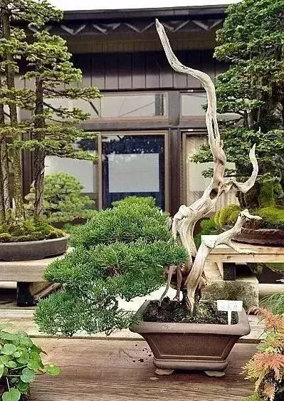 《白升龍》一棵經歷了生死輪廻的精品盆景