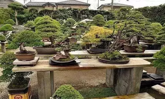《白升龍》一棵經歷了生死輪廻的精品盆景