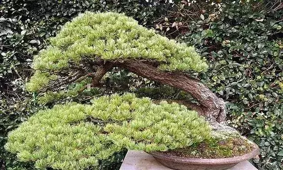 《白升龍》一棵經歷了生死輪廻的精品盆景