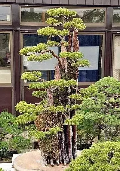 《白升龍》一棵經歷了生死輪廻的精品盆景