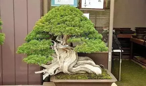 《白升龍》一棵經歷了生死輪廻的精品盆景