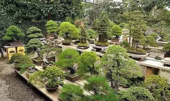 《白升龍》一棵經歷了生死輪廻的精品盆景