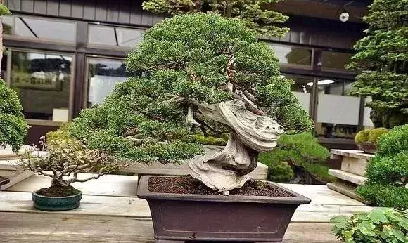 《白升龍》一棵經歷了生死輪廻的精品盆景