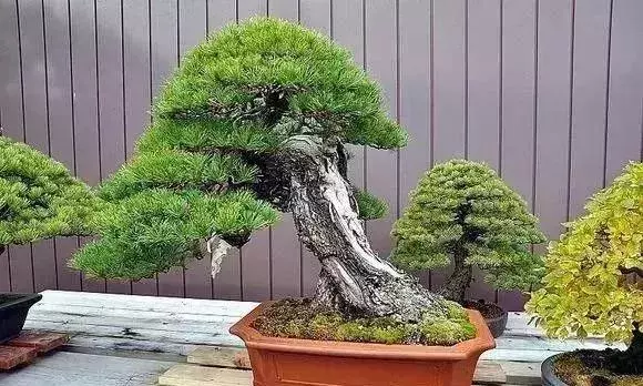 《白升龍》一棵經歷了生死輪廻的精品盆景