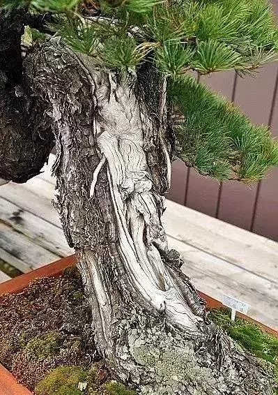 《白升龍》一棵經歷了生死輪廻的精品盆景