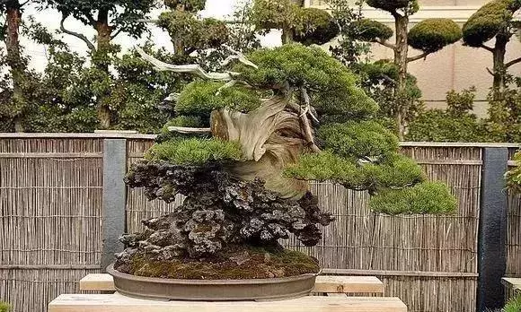 《白升龍》一棵經歷了生死輪廻的精品盆景