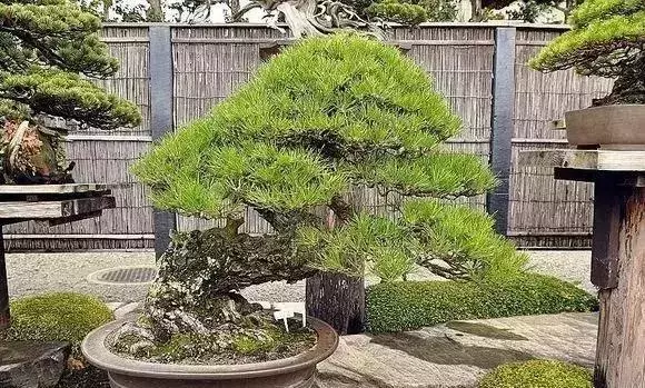 《白升龍》一棵經歷了生死輪廻的精品盆景