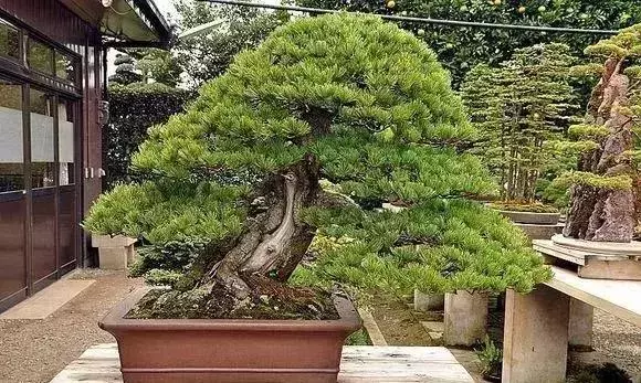 《白升龍》一棵經歷了生死輪廻的精品盆景
