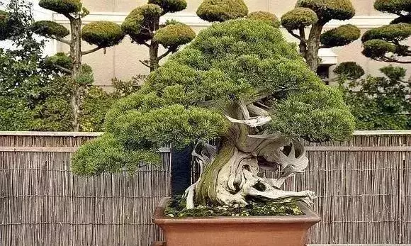《白升龍》一棵經歷了生死輪廻的精品盆景