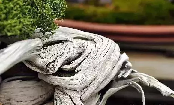 《白升龍》一棵經歷了生死輪廻的精品盆景