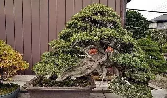 《白升龍》一棵經歷了生死輪廻的精品盆景