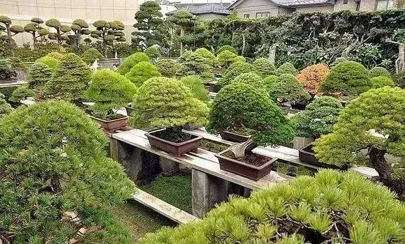 《白升龍》一棵經歷了生死輪廻的精品盆景