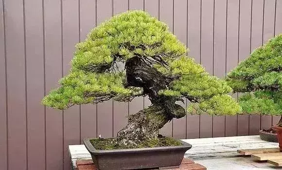 《白升龍》一棵經歷了生死輪廻的精品盆景