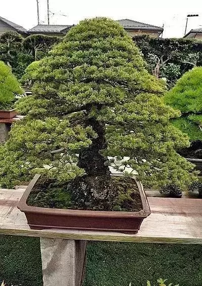 《白升龍》一棵經歷了生死輪廻的精品盆景