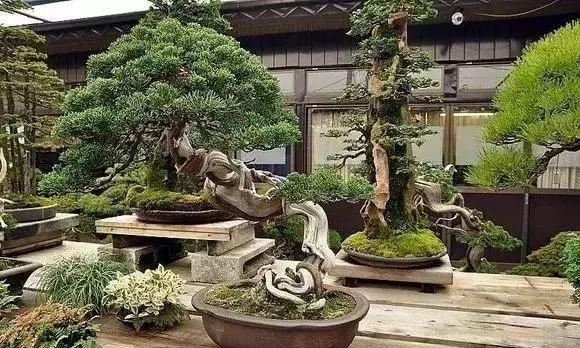 《白升龍》一棵經歷了生死輪廻的精品盆景