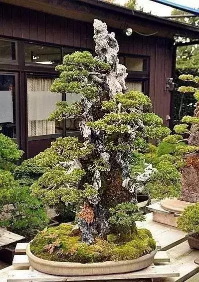 《白升龍》一棵經歷了生死輪廻的精品盆景