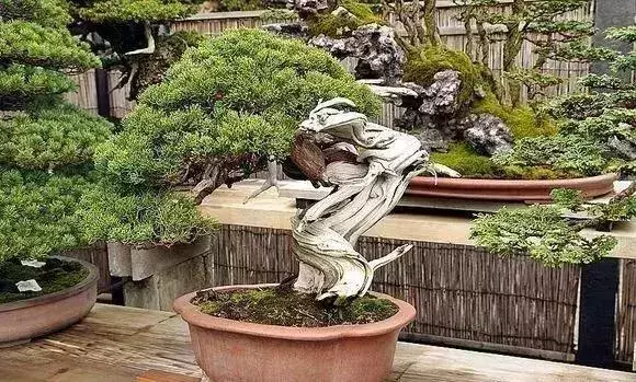 《白升龍》一棵經歷了生死輪廻的精品盆景