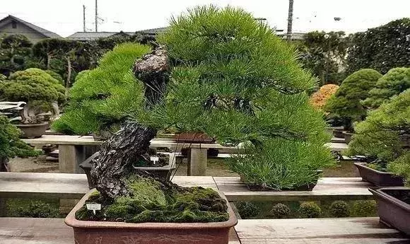 《白升龍》一棵經歷了生死輪廻的精品盆景