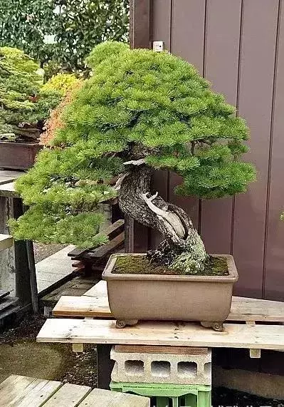 《白升龍》一棵經歷了生死輪廻的精品盆景