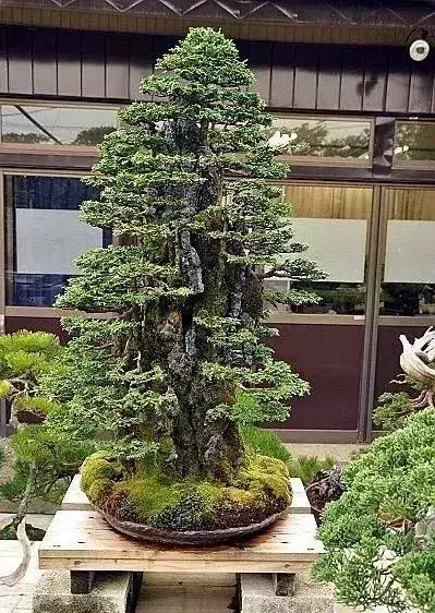 《白升龍》一棵經歷了生死輪廻的精品盆景