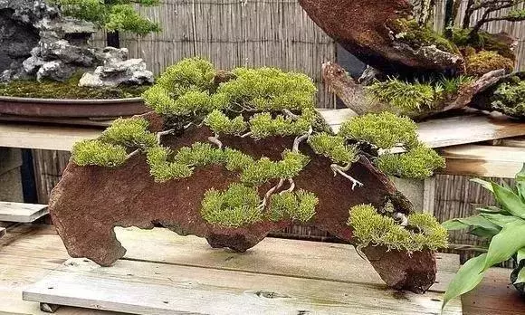 《白升龍》一棵經歷了生死輪廻的精品盆景