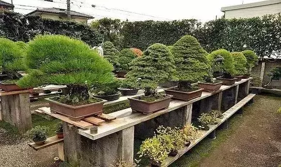 《白升龍》一棵經歷了生死輪廻的精品盆景