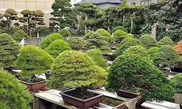 《白升龍》一棵經歷了生死輪廻的精品盆景