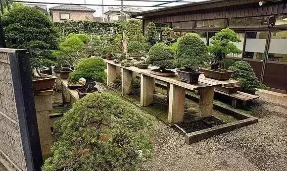 《白升龍》一棵經歷了生死輪廻的精品盆景