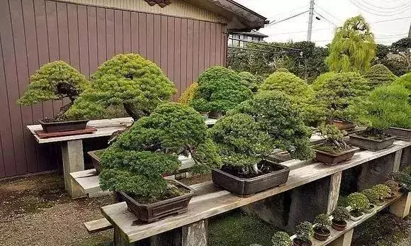 《白升龍》一棵經歷了生死輪廻的精品盆景