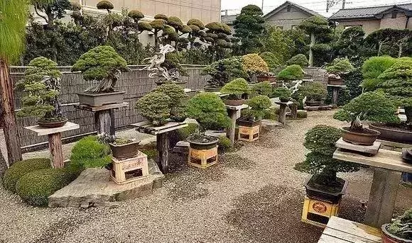 《白升龍》一棵經歷了生死輪廻的精品盆景
